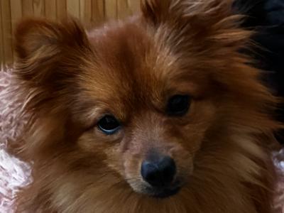 1-yr old Pomeranian for sale