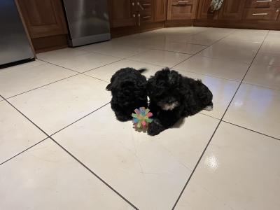 Beautiful Shipoo pups in Laois