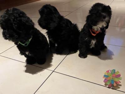 Beautiful Shipoo pups in Laois