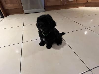 Beautiful Shipoo pups in Laois