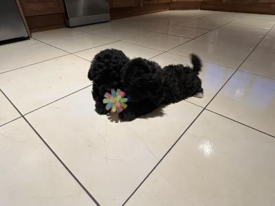 Beautiful Shipoo pups in Laois