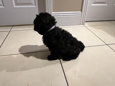 Beautiful Shipoo pups in Laois