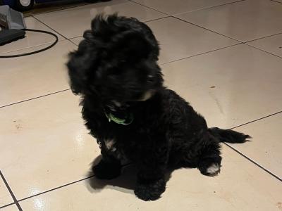 Beautiful Shipoo pups in Laois