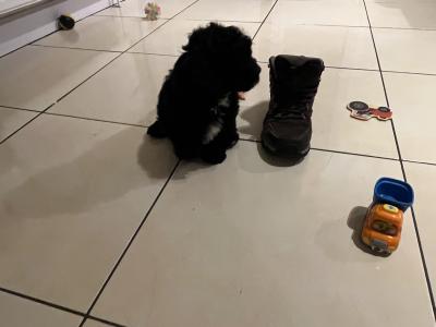 Beautiful Shipoo pups in Laois