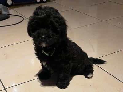 Beautiful Shipoo pups in Laois