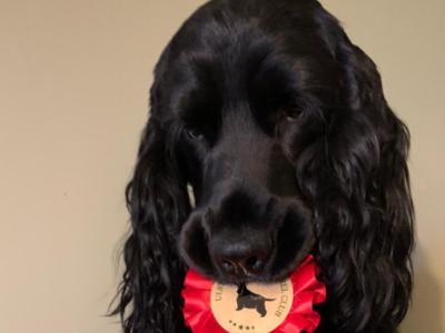 IKC Registered Cocker Spaniel