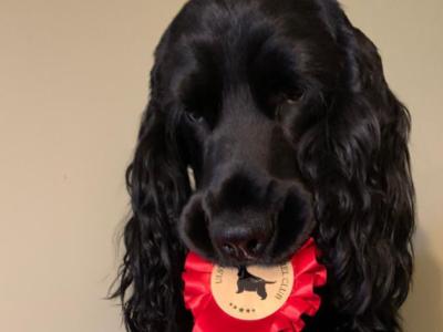IKC Registered (pending) Cocker Spaniel puppies in Mayo