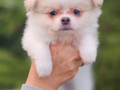 Three Magical Pomchi girl puppies (Pomeranian x Chihuahua) in Offaly ✨