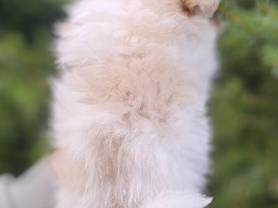 Three Magical Pomchi girl puppies (Pomeranian x Chihuahua) in Offaly ✨