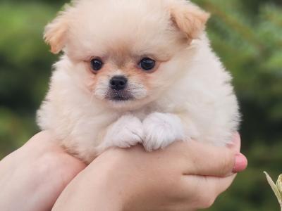 Three Magical Pomchi girl puppies (Pomeranian x Chihuahua) in Offaly ✨