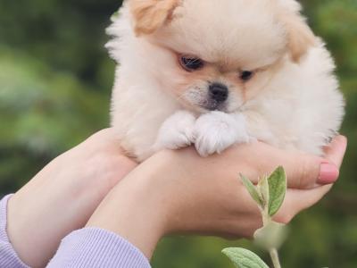 Three Magical Pomchi girl puppies (Pomeranian x Chihuahua) in Offaly ✨