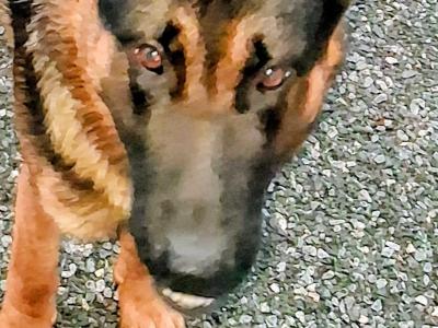German Shepherd for stud