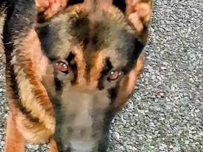 German Shepherd for stud