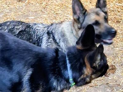 German Shepherd for stud