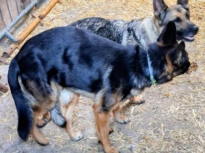 German Shepherd for stud