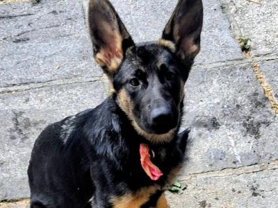 German Shepherd for stud