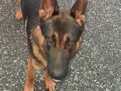 German Shepherd for stud