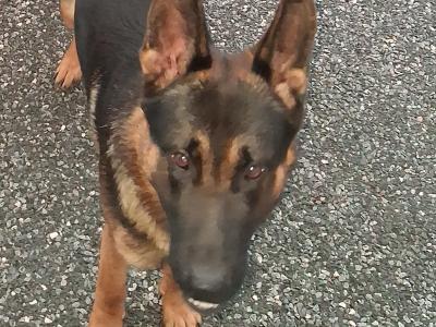 German Shepherd for stud