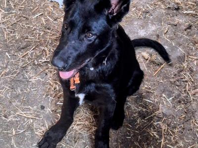German Shepherd for stud
