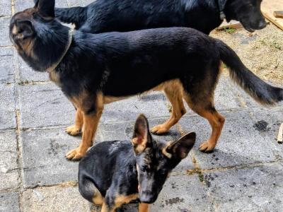 German Shepherd for stud
