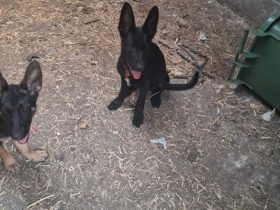 German Shepherd for stud