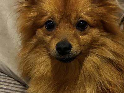 1-yr old Pomeranian for sale