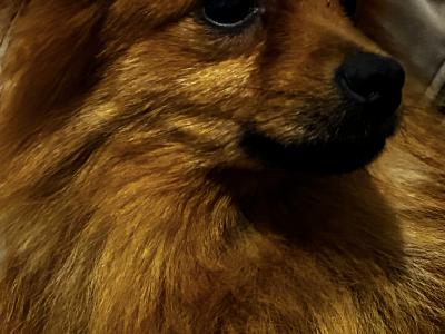 1-yr old Pomeranian for sale