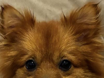 1-yr old Pomeranian for sale