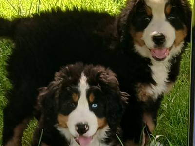 Bernese Mountain Dog puppies in Kildare