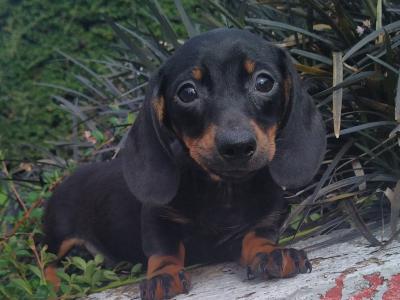Miniature Dachshund puppies in Cavan