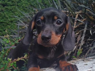 Miniature Dachshund puppies in Cavan