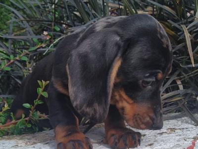 Miniature Dachshund puppies in Cavan