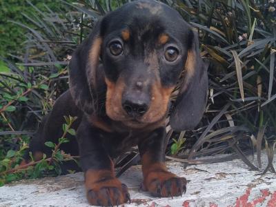 Miniature Dachshund puppies in Cavan