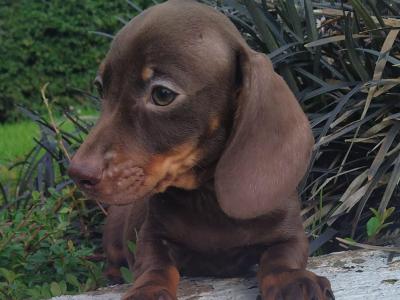 Miniature Dachshund puppies in Cavan