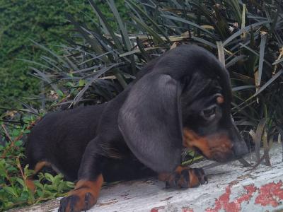 Miniature Dachshund puppies in Cavan