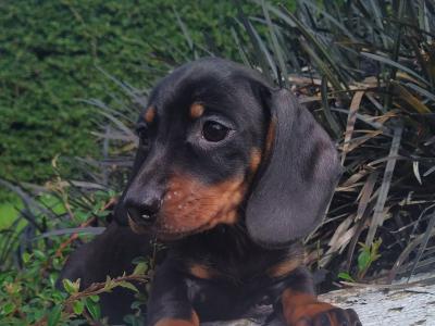 Miniature Dachshund puppies in Cavan