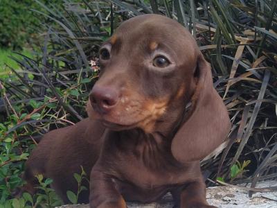 Miniature Dachshund puppies in Cavan