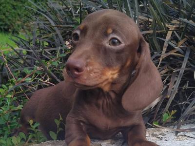 Miniature Dachshund puppies in Cavan