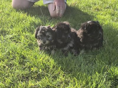 Beautiful Poochon x Pomeranian puppies in Clare