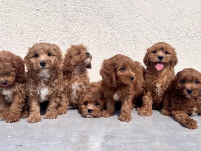Adorable Maltipoo puppies