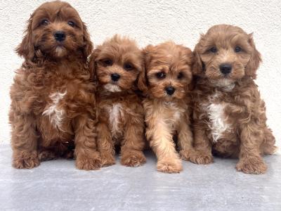 Adorable Maltipoo puppies