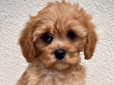 Adorable Maltipoo puppies