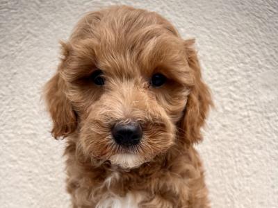 Adorable Maltipoo puppies