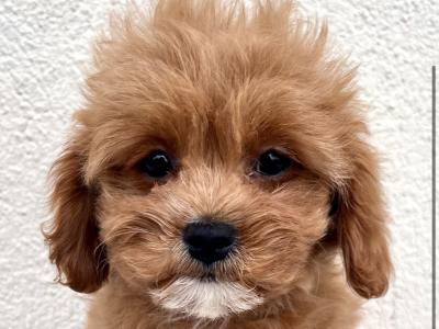 Adorable Maltipoo puppies