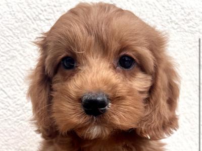 Adorable Maltipoo puppies