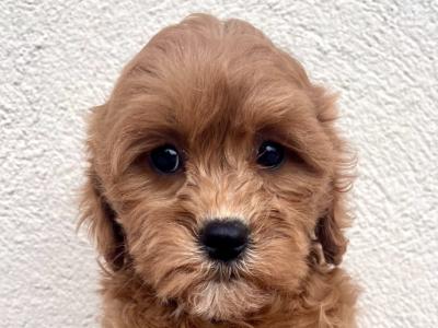 Adorable Maltipoo puppies