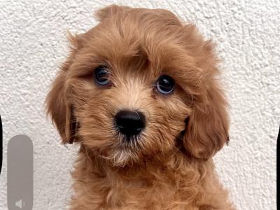 Adorable Maltipoo puppies