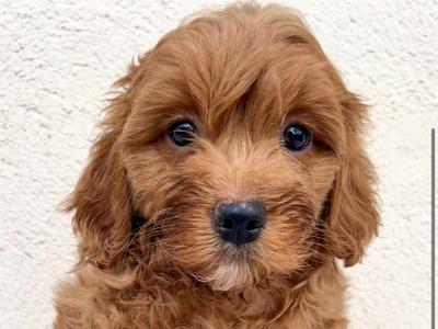 Adorable Maltipoo puppies