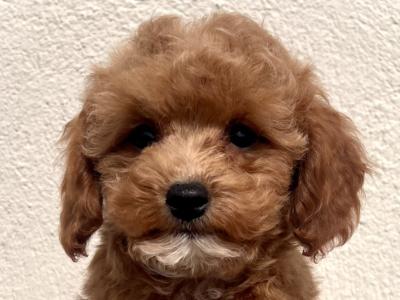 Adorable Maltipoo puppies