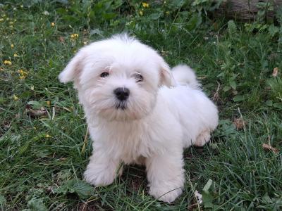 Adorable Maltese puppies